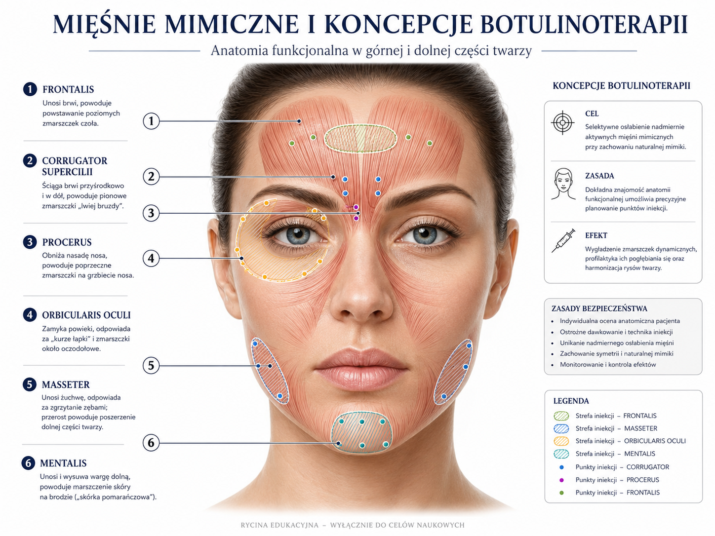 Profesjonalna ilustracja mięśni mimicznych i botulinoterapii