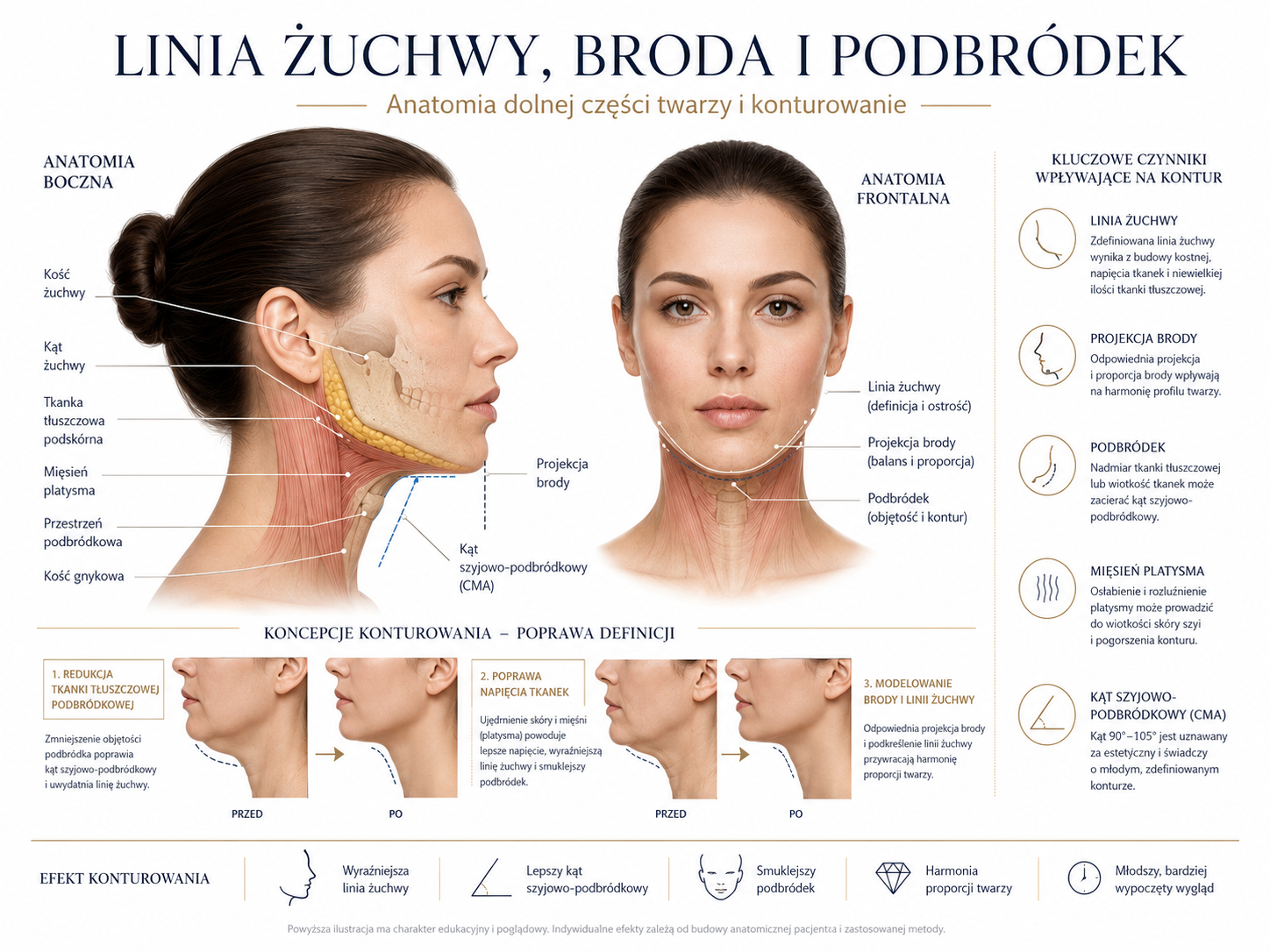 Profesjonalna ilustracja linii żuchwy i brody